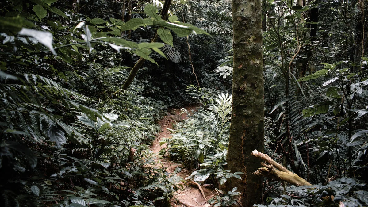 Sentier traversant une végétation tropicale humide, vue complémentaire pour arbre dangereux guadeloupe