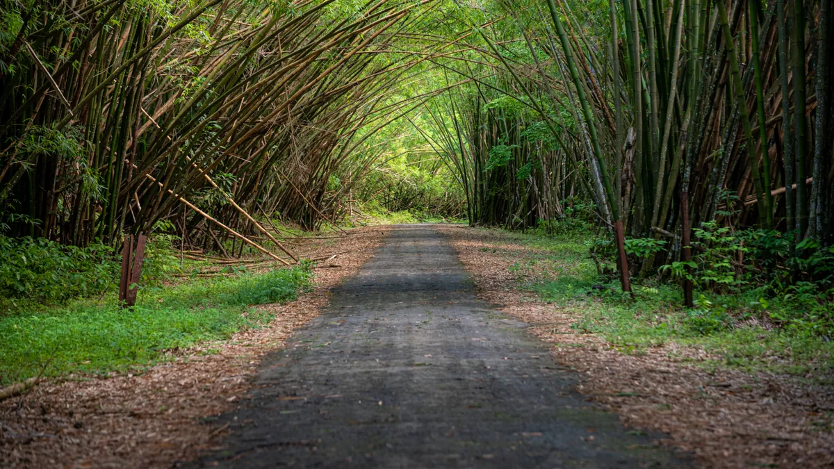 Sentier traversant une végétation tropicale humide, vue complémentaire pour canal de Beauregard Martinique