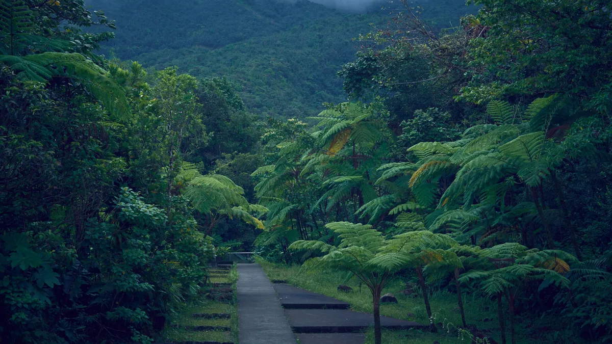 Sentier traversant une végétation tropicale humide, vue complémentaire pour Grand Rivière Anse Couleuvre randonnée