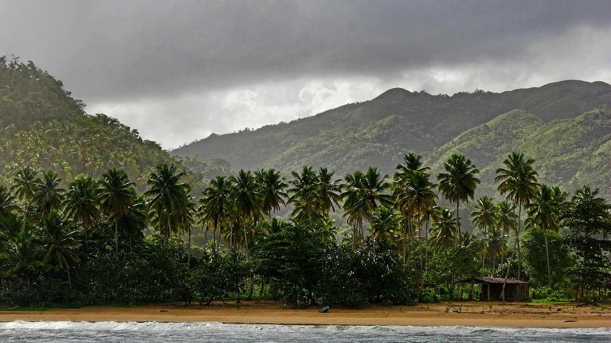 Sentier traversant une végétation tropicale humide, vue complémentaire pour mangrove Martinique