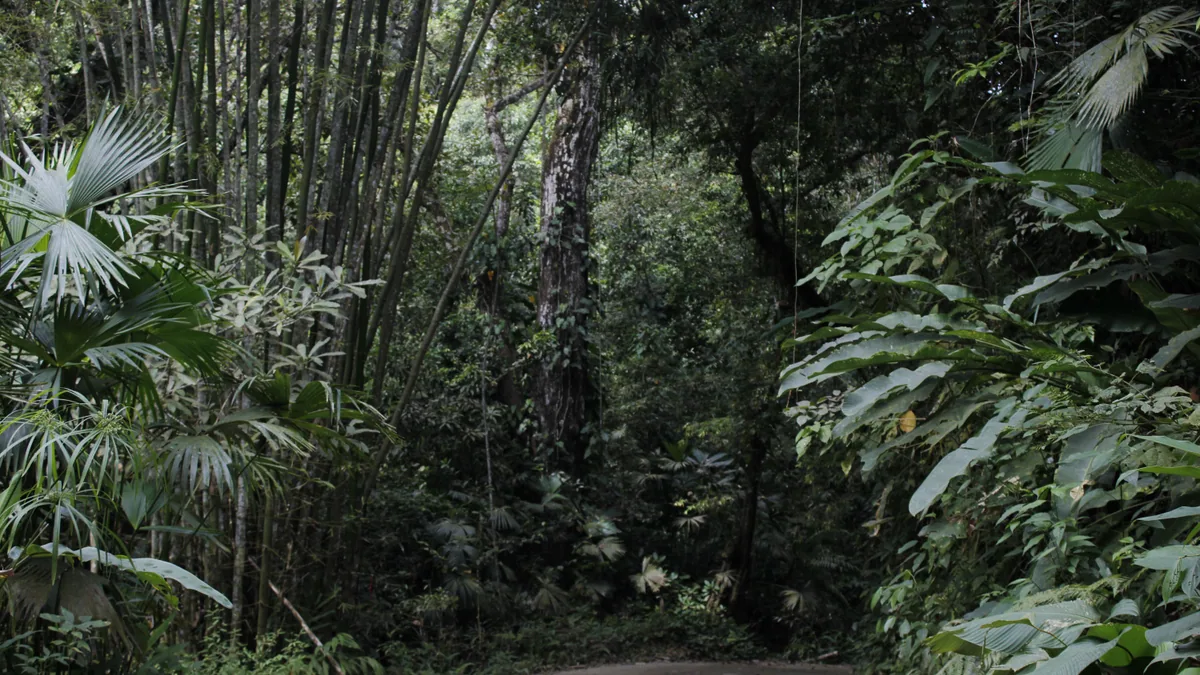 Sentier traversant une végétation tropicale humide, vue complémentaire pour montagne Pelée randonnée