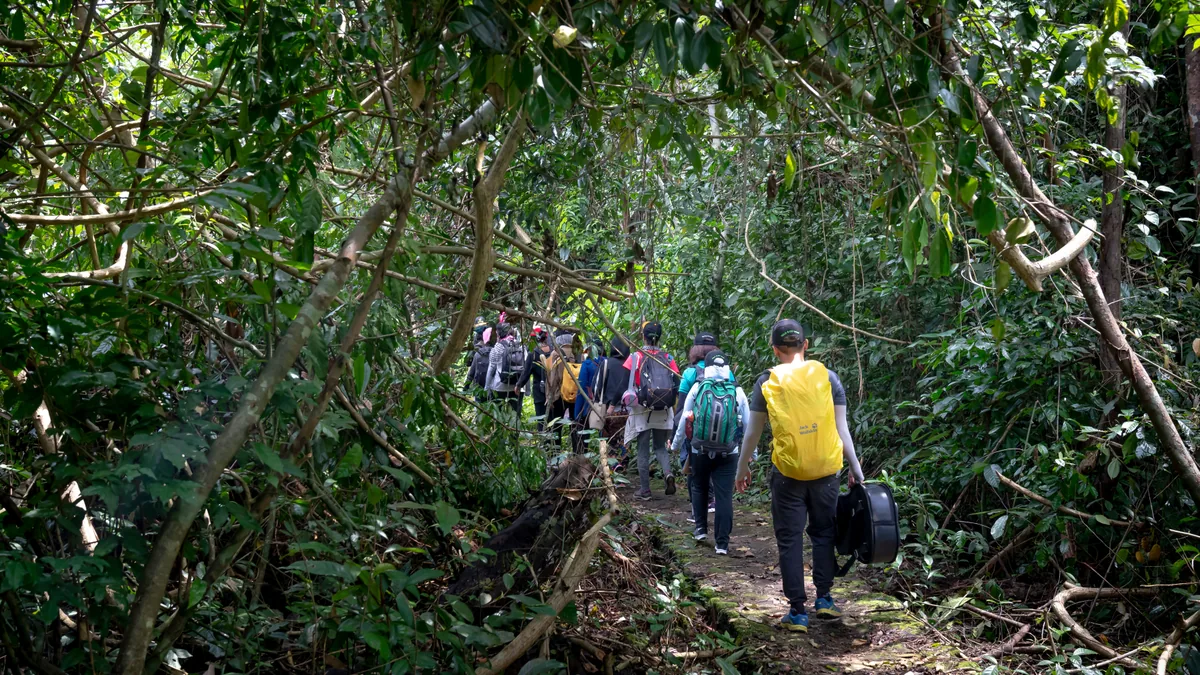 Sentier traversant une végétation tropicale humide, vue complémentaire pour Pitons du Carbet randonnée