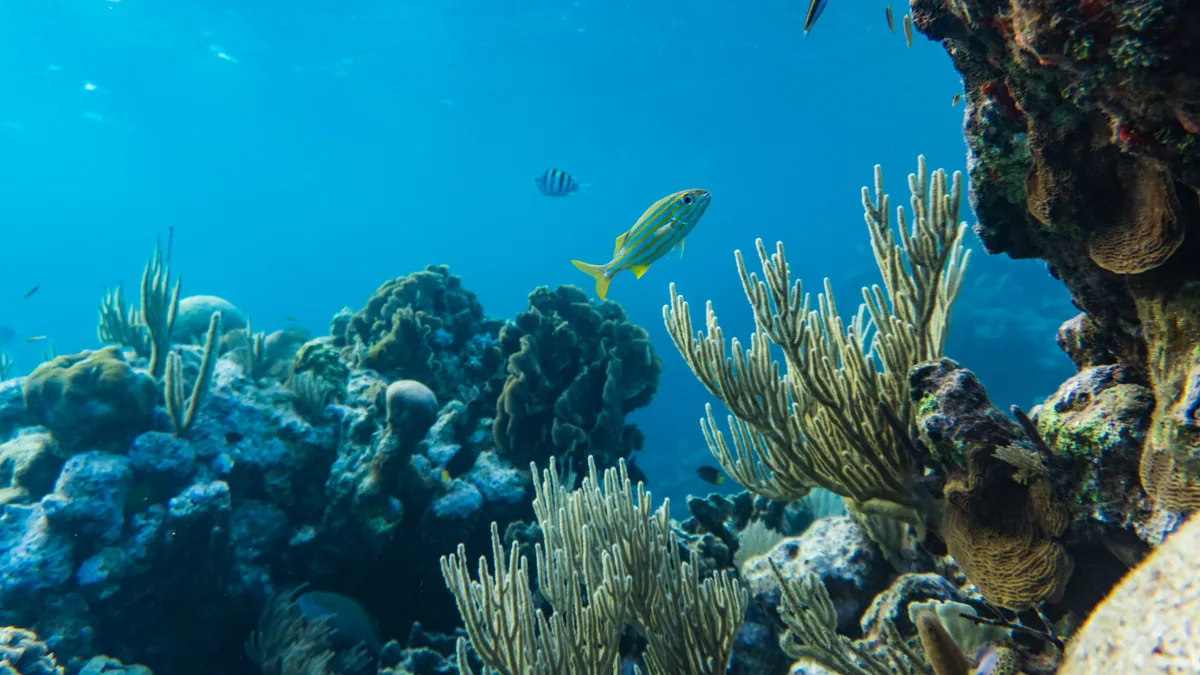 Fond marin tropical observé dans une eau claire des Caraïbes, vue complémentaire pour plongée Martinique