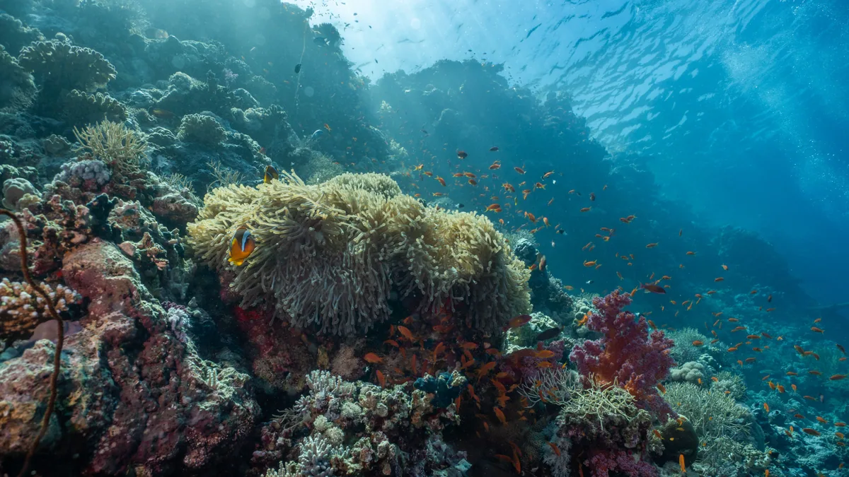 Fond marin tropical observé dans une eau claire des Caraïbes, vue complémentaire pour plongée rocher du Diamant