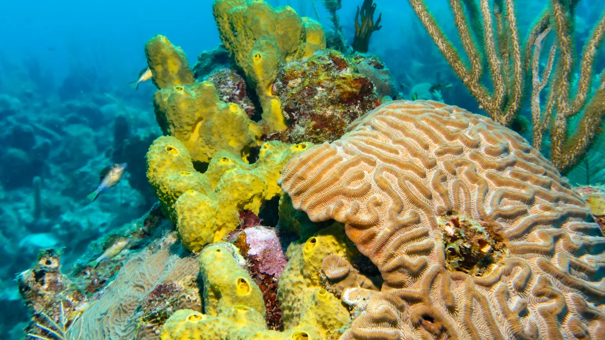 Fond marin tropical observé dans une eau claire des Caraïbes, vue complémentaire pour plongée épaves Saint-Pierre Martinique