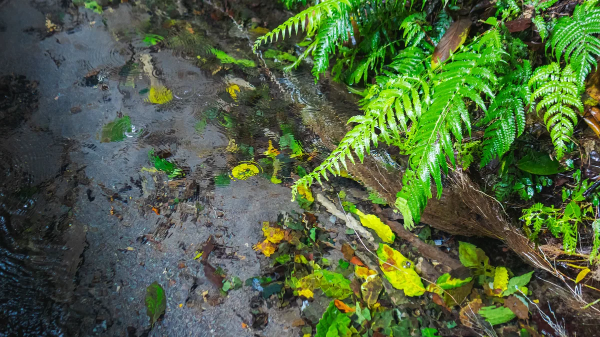 Sentier traversant une végétation tropicale humide, vue complémentaire pour randonnée presqu’île Caravelle