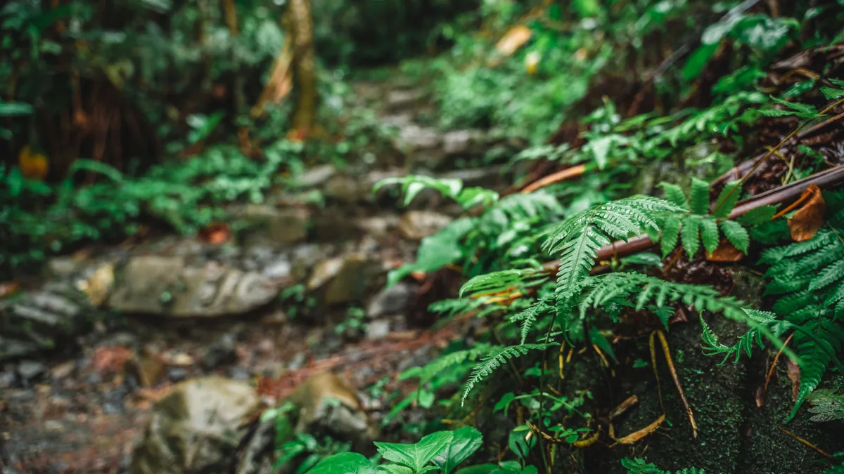 Sentier traversant une végétation tropicale humide, vue complémentaire pour randonnée Martinique