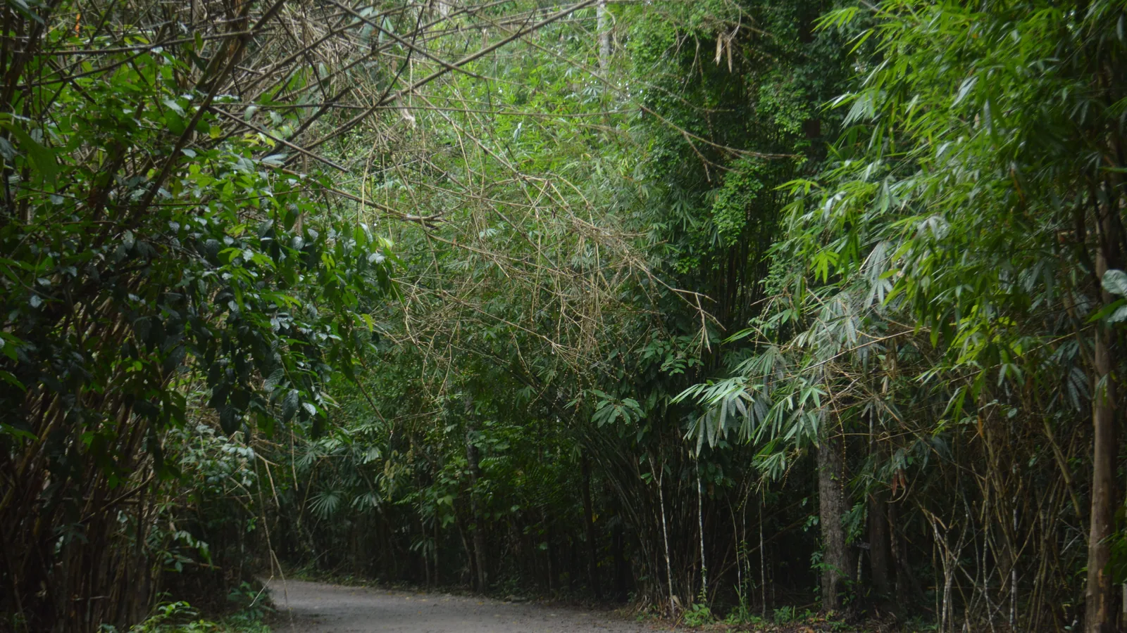 Reliefs volcaniques et forêt tropicale dans les Caraïbes, vue principale pour randonnée Martinique