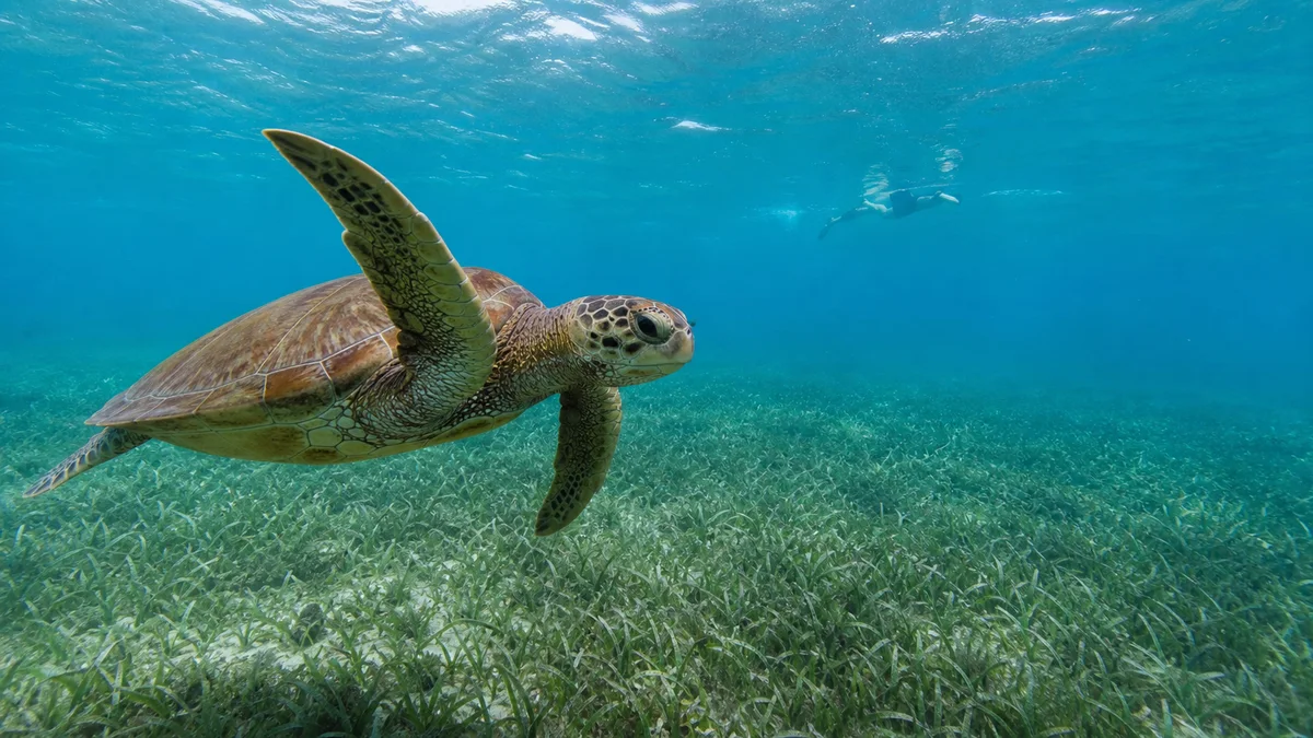 Tortue marine observée en snorkeling dans les Caraïbes, vue complémentaire pour snorkeling Martinique
