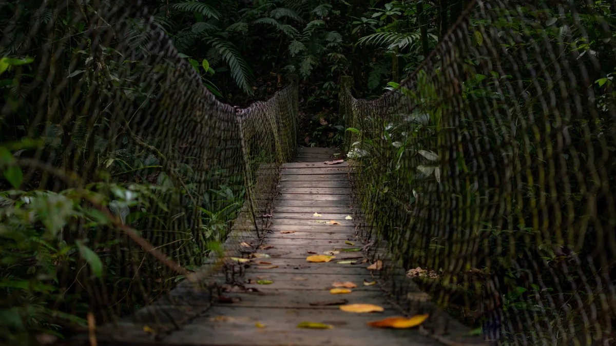 Sentier traversant une végétation tropicale humide, vue complémentaire pour trace des Jésuites Martinique
