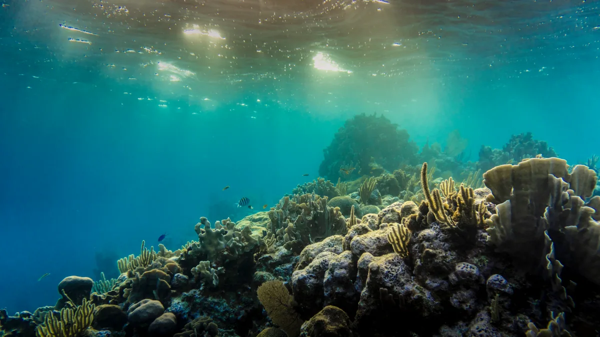 Fond marin tropical observé dans une eau claire des Caraïbes, vue complémentaire pour voir tortues Martinique