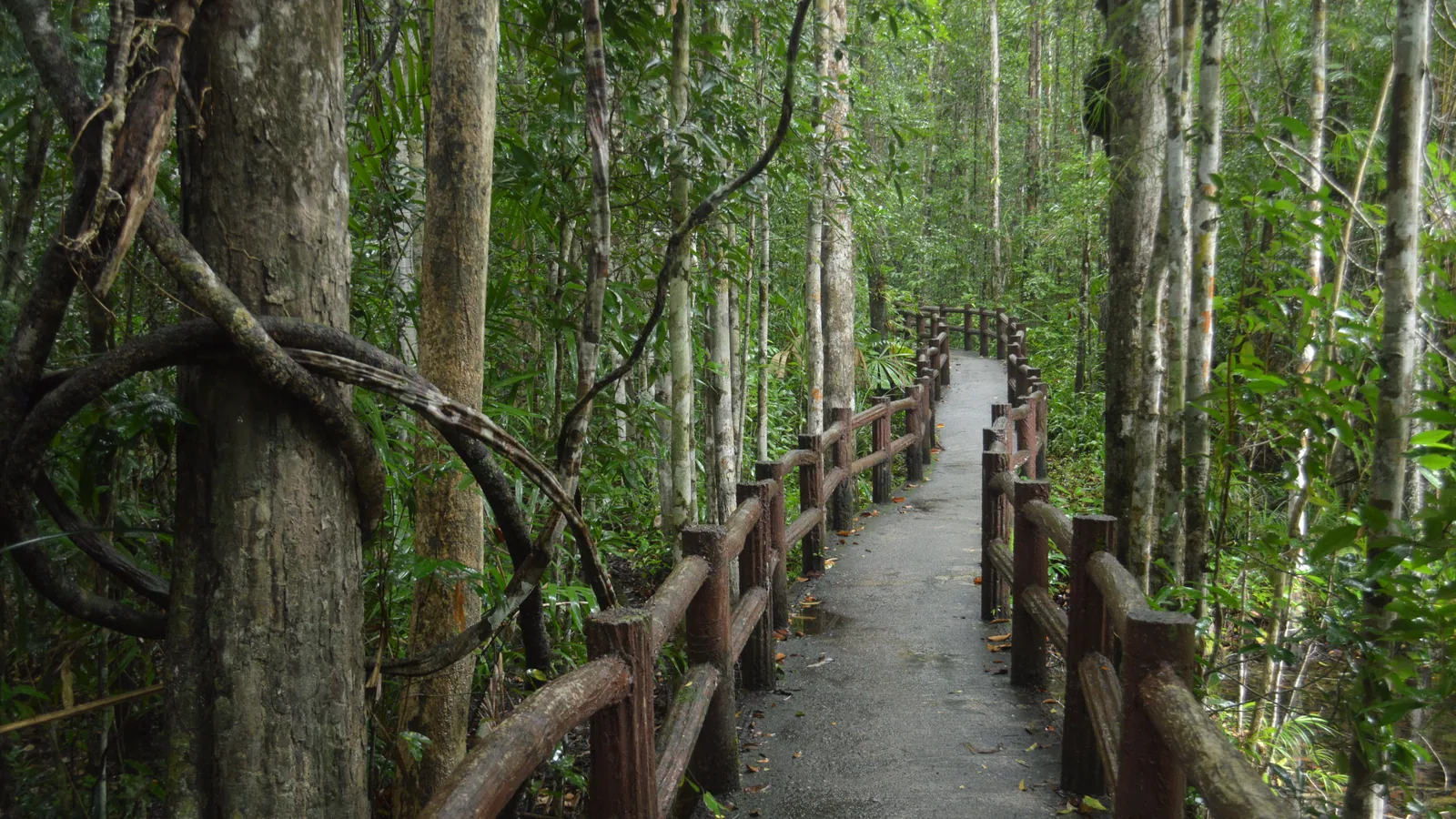 Reliefs volcaniques et forêt tropicale dans les Caraïbes, vue principale pour Waitukubuli Trail Dominique